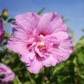 Hibiskus LAVENDER CHIFFON - ketmia syryjska