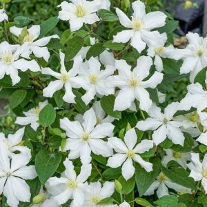 Clematis CLEMATIS trvalka biela