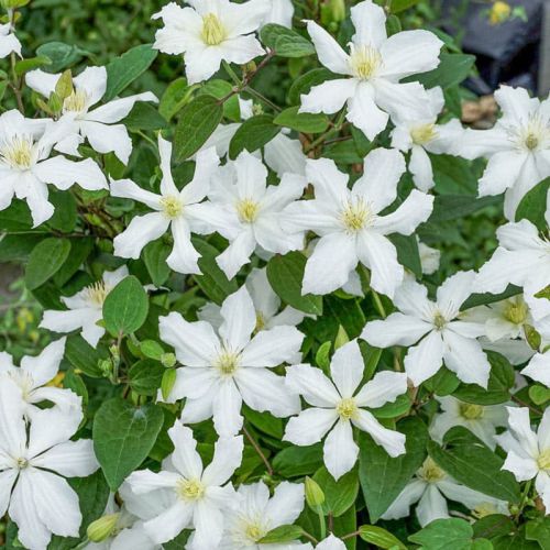 Clematis CLEMATIS trvalka biela