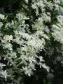 Powojnik CLEMATIS bylinowy biały