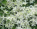 Powojnik CLEMATIS bylinowy biały