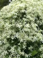 Powojnik CLEMATIS bylinowy biały