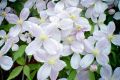 Powojnik CLEMATIS bylinowy biały
