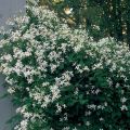 Powojnik CLEMATIS bylinowy biały