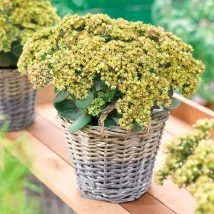 Sedum SEDUCTION žltý DELIKÁT