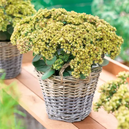 Sedum SEDUCTION žltý DELIKÁT
