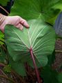 Kolokazja PINK CHINA Colocasia