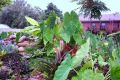 Kolokazja PINK CHINA Colocasia