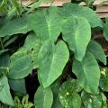 Kolokazja PINK CHINA Colocasia
