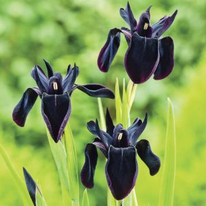 Kosaciec pruhovaný BLACK FORM
