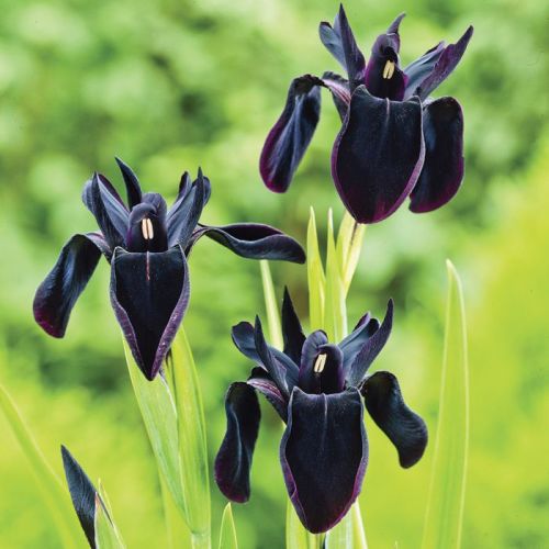 Kosaciec pruhovaný BLACK FORM