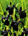 Kosaciec prążkowany BLACK FORM