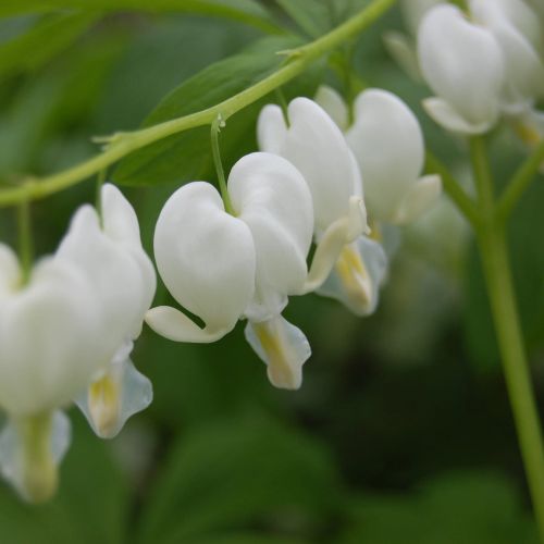 ALBA BERRY