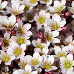 Arendsa živec PIXI PAN APPLEBLOSSOM