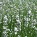 Lawenda wąskolistna EDELWEISS