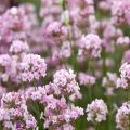 Lawenda wąskolistna ROSEA