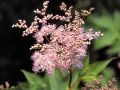 Wiązówka purpurowa ELEGANS