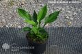 Funkia - Hosta HALCYON