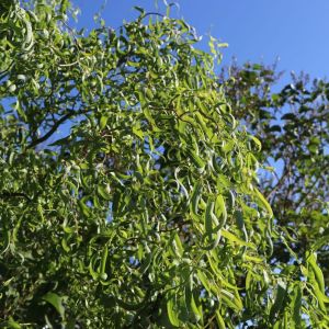 Erythroflexuosa vŕba