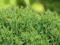 Thuja TEDDY
