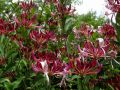 Wiciokrzew Japoński PURPUREA