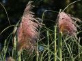 Trawa pampasowa różowa ROSE PLUME