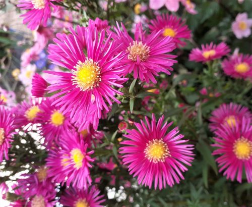 Nová belgická astra MAGIC DEEP ROSE