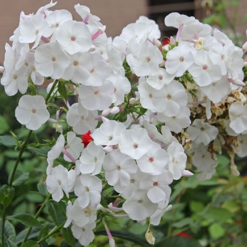 Plamienok metlinatý Sweet Summer White