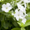 Floks wiechowaty SWEET SUMMER WHITE