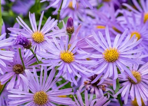 Nová belgická astra MAGIC LAVENDER