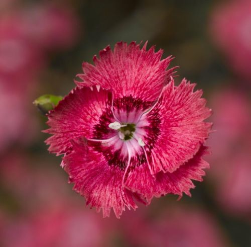 Karafiát pierkastý  Dixie Deep Rose 