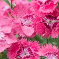 Goździk pierzasty DIXIE DEEP ROSE