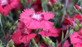 Goździk pierzasty DIXIE DEEP ROSE