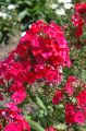 Floks Wiechowaty FLAME RED