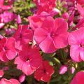 Floks Wiechowaty FLAME RED