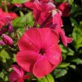 Floks Wiechowaty FLAME RED