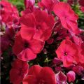 Floks Wiechowaty FLAME RED