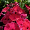 Floks Wiechowaty FLAME RED