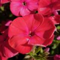 Floks Wiechowaty FLAME RED