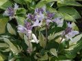 Funkia - Hosta ETERNAL FLAME