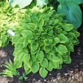Funkia - HOSTA GOLDEN TIARA