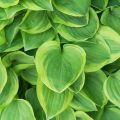 Funkia - HOSTA GOLDEN TIARA
