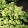 Funkia - HOSTA GOLDEN TIARA