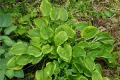 Funkia - HOSTA GOLDEN TIARA