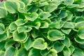 Funkia - HOSTA GOLDEN TIARA