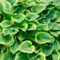 Funkia - HOSTA GOLDEN TIARA