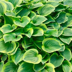 Funkia - HOSTA ZLATÁ TIARA