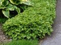 Funkia - HOSTA GOLDEN TIARA