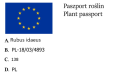 Malina PÓŹNA Zeva w doniczce