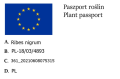 Porzeczka czarna OJEBYN - na pniu